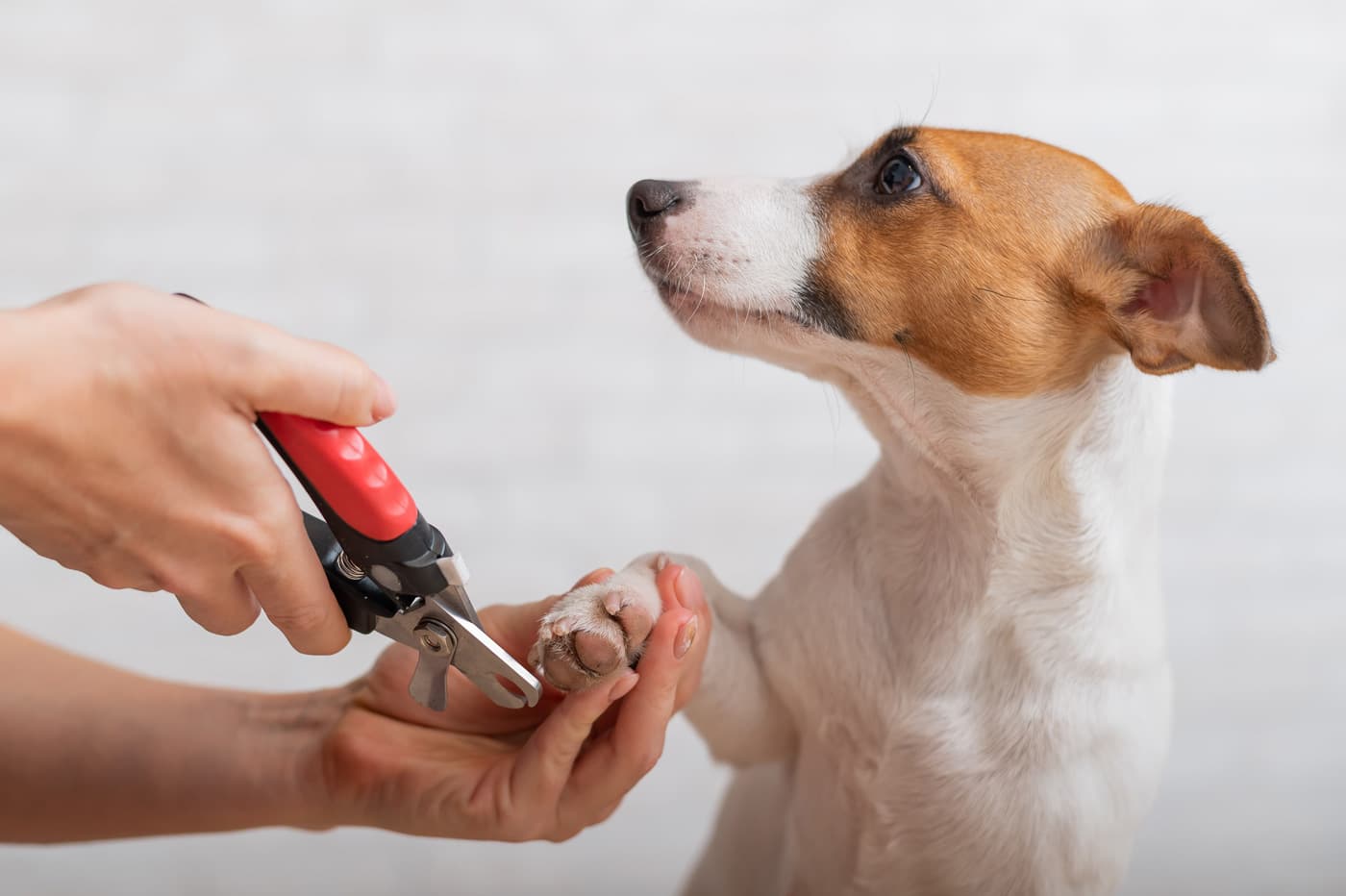 Cuidados para perros y gatos