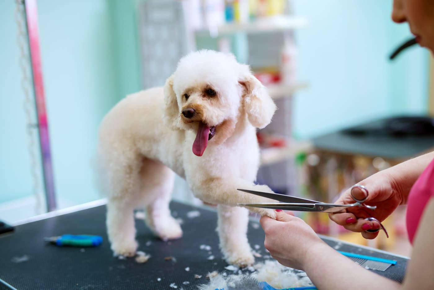 Servicio de peluquería canina y felina